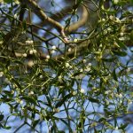 The Magic of Mistletoe