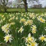 Daffodil delights